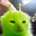 Profilbild Quaaaark2345, Avatar