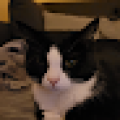 Profilbild Timsolol, Avatar