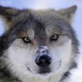 Azrael_der_Wolf